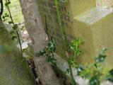 image of grave number 185941